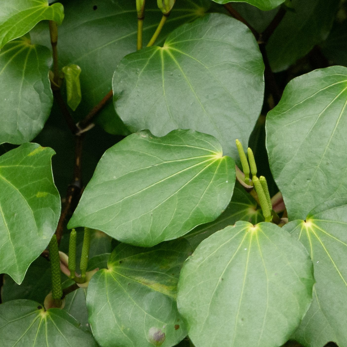 Daily Blend Ingredient Feature: Kawakawa