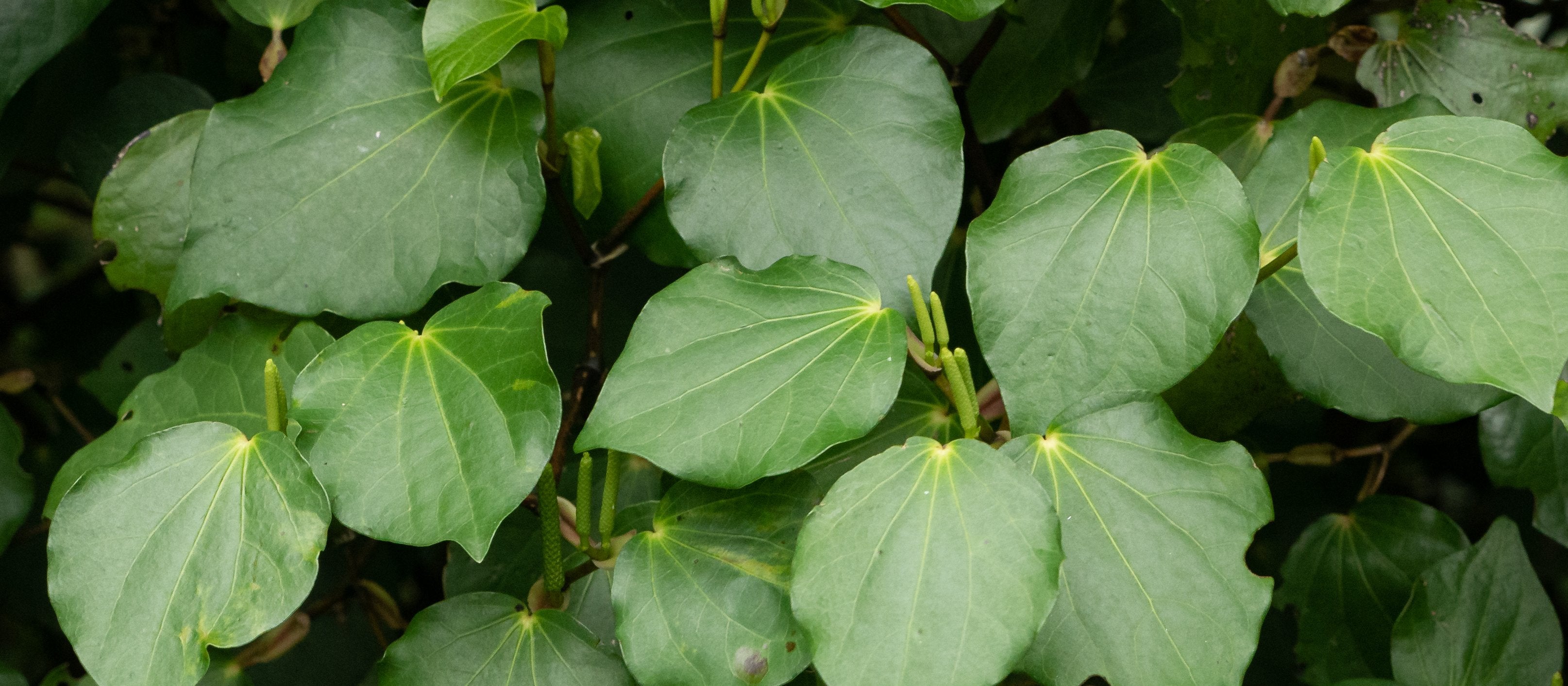 Daily Blend Ingredient Feature: Kawakawa
